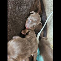 Doberman - Both