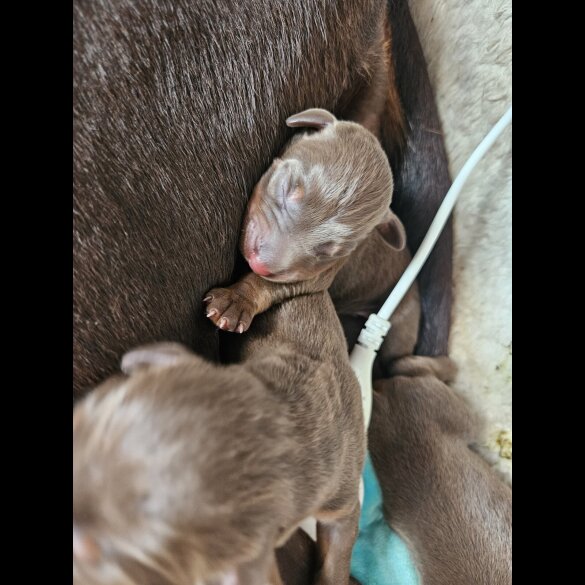 Doberman - Both