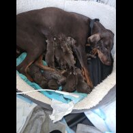 Doberman - Both