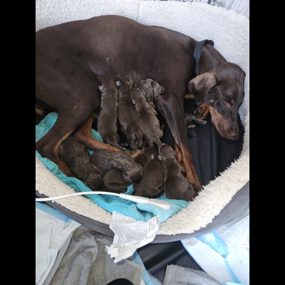 Doberman - Both