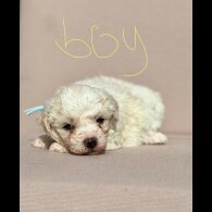 Bichon Frise - Both