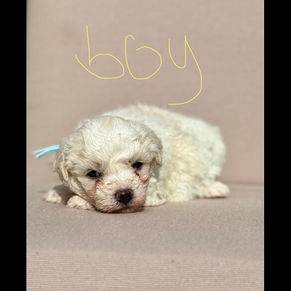 Bichon Frise - Both