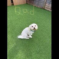 Bichon Frise - Both