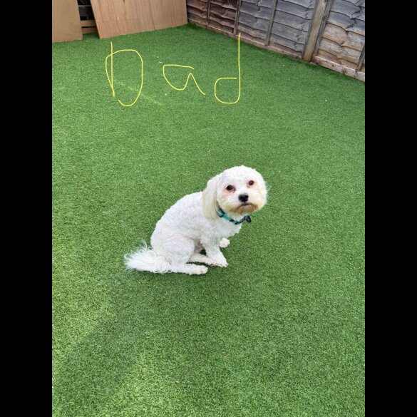 Bichon Frise - Both