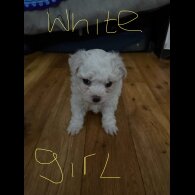 Bichon Frise - Both