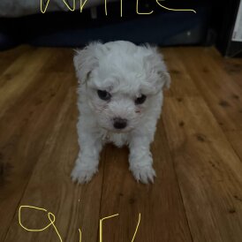 Bichon Frise - Both