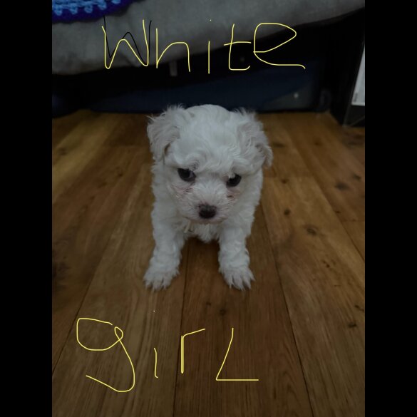 Bichon Frise - Both
