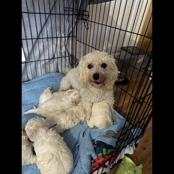 Bichon Frise - Both