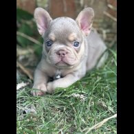French Bulldog - Both