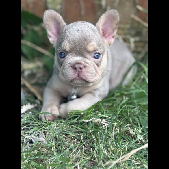 French Bulldog - Both