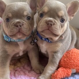 French Bulldog - Both