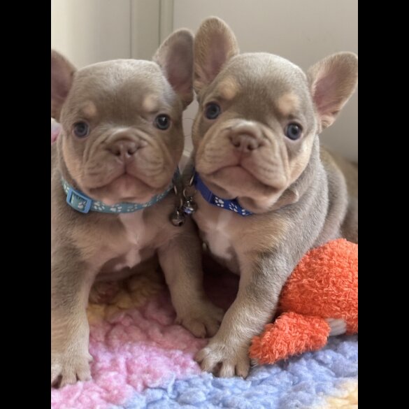 French Bulldog - Both