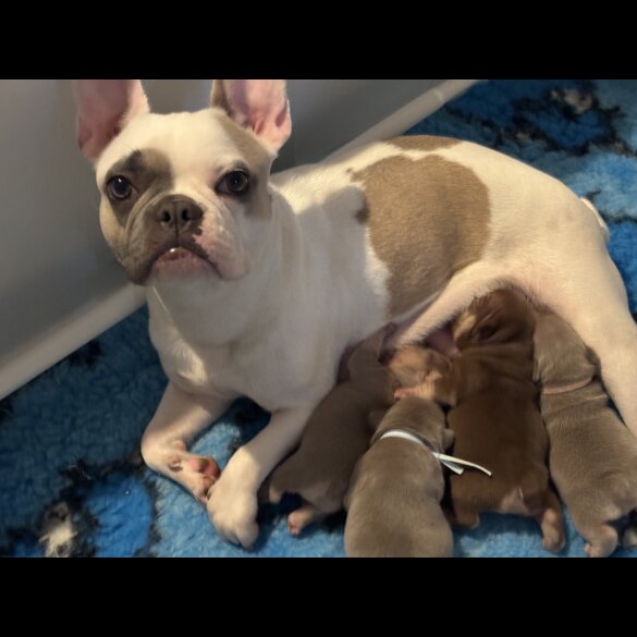 French Bulldog - Both