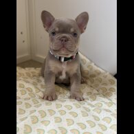 French Bulldog - Both