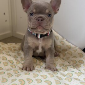 French Bulldog - Both