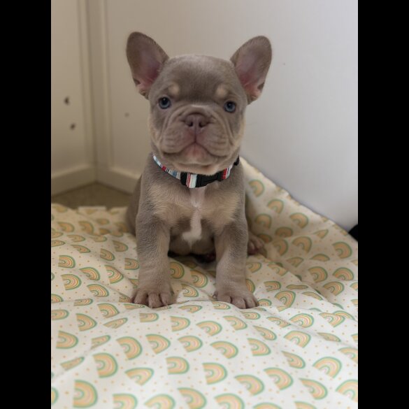 French Bulldog - Both