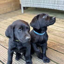 Labrador Retriever - Dogs