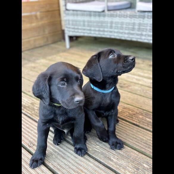 Labrador Retriever - Dogs
