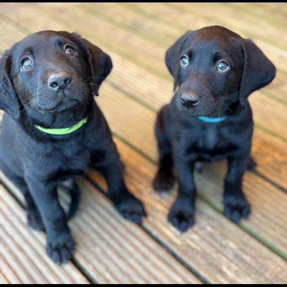 Labrador Retriever - Dogs