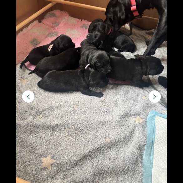 Labrador Retriever - Dogs