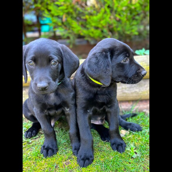 Labrador Retriever - Dogs