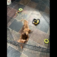 Dachshund (Standard &amp; Miniature) - Dogs
