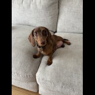 Dachshund (Standard &amp; Miniature) - Dogs