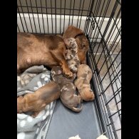 Dachshund (Standard &amp; Miniature) - Dogs