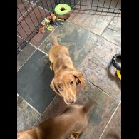 Dachshund (Standard &amp; Miniature) - Dogs