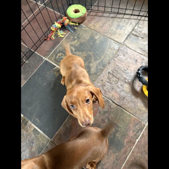 Dachshund (Standard &amp; Miniature) - Dogs