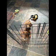 Dachshund (Standard &amp; Miniature) - Dogs