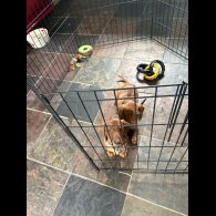 Dachshund (Standard &amp; Miniature) - Dogs