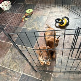 Dachshund (Standard &amp; Miniature) - Dogs