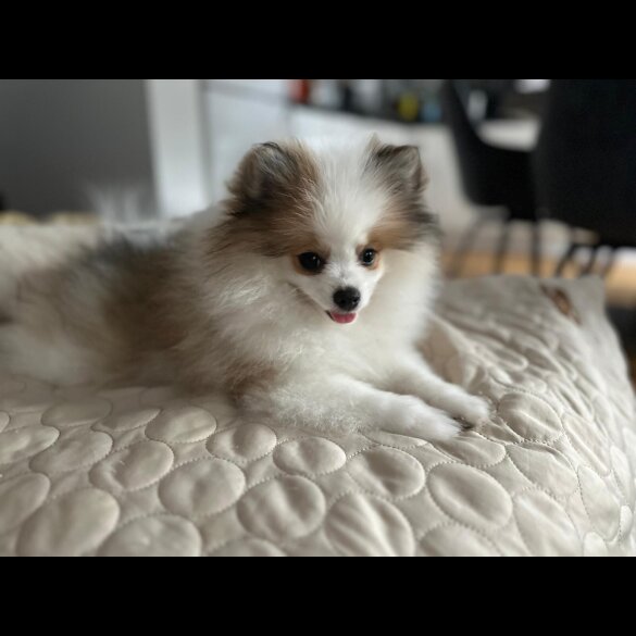 Pomeranian - Both