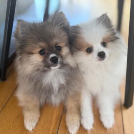 Pomeranian - Both