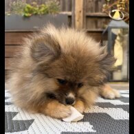 Pomeranian - Both