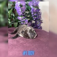 French Bulldog - Both