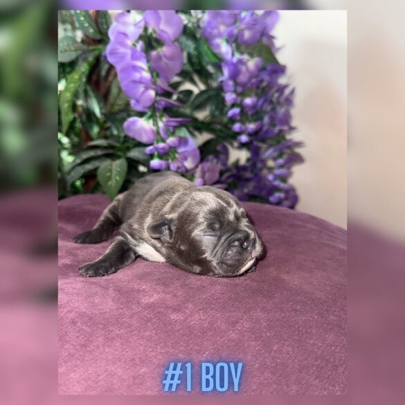 French Bulldog - Both