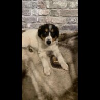 Border Collie - Bitches