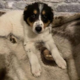 Border Collie - Bitches