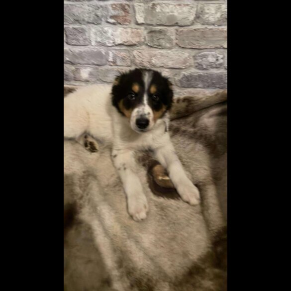 Border Collie - Bitches