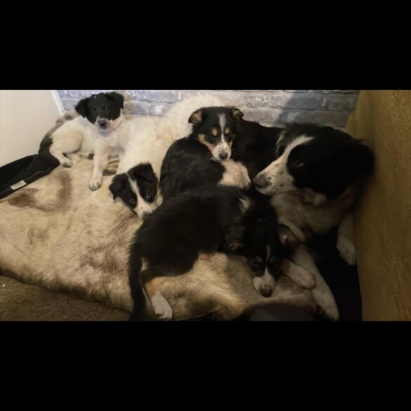 Border Collie - Bitches