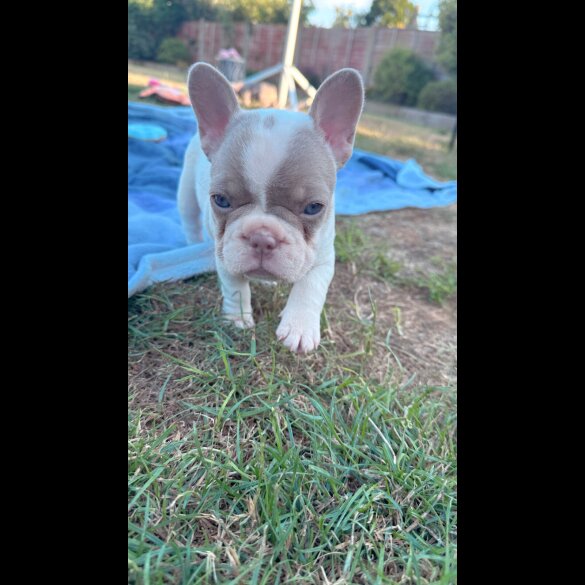 French Bulldog - Both