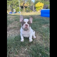 French Bulldog - Both