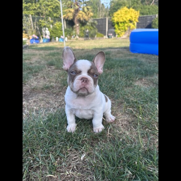 French Bulldog - Both