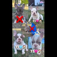 French Bulldog - Both
