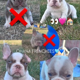 French Bulldog - Both