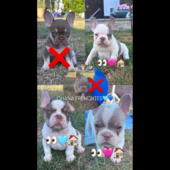 French Bulldog - Both
