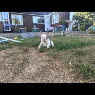 French Bulldog - Both