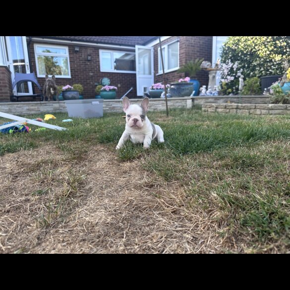 French Bulldog - Both